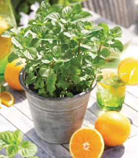 Mentha x piperita citrata 'Orange'